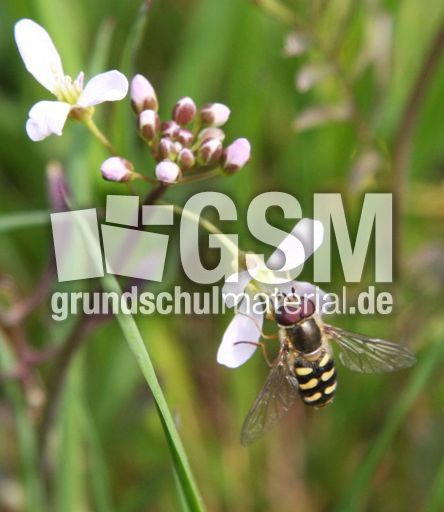 Wiesenschaumkraut-59.jpg